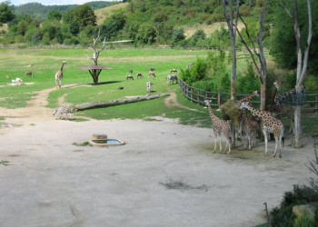 Жирафы в зоопарке, Прага, Чехия – фотографии Чехии