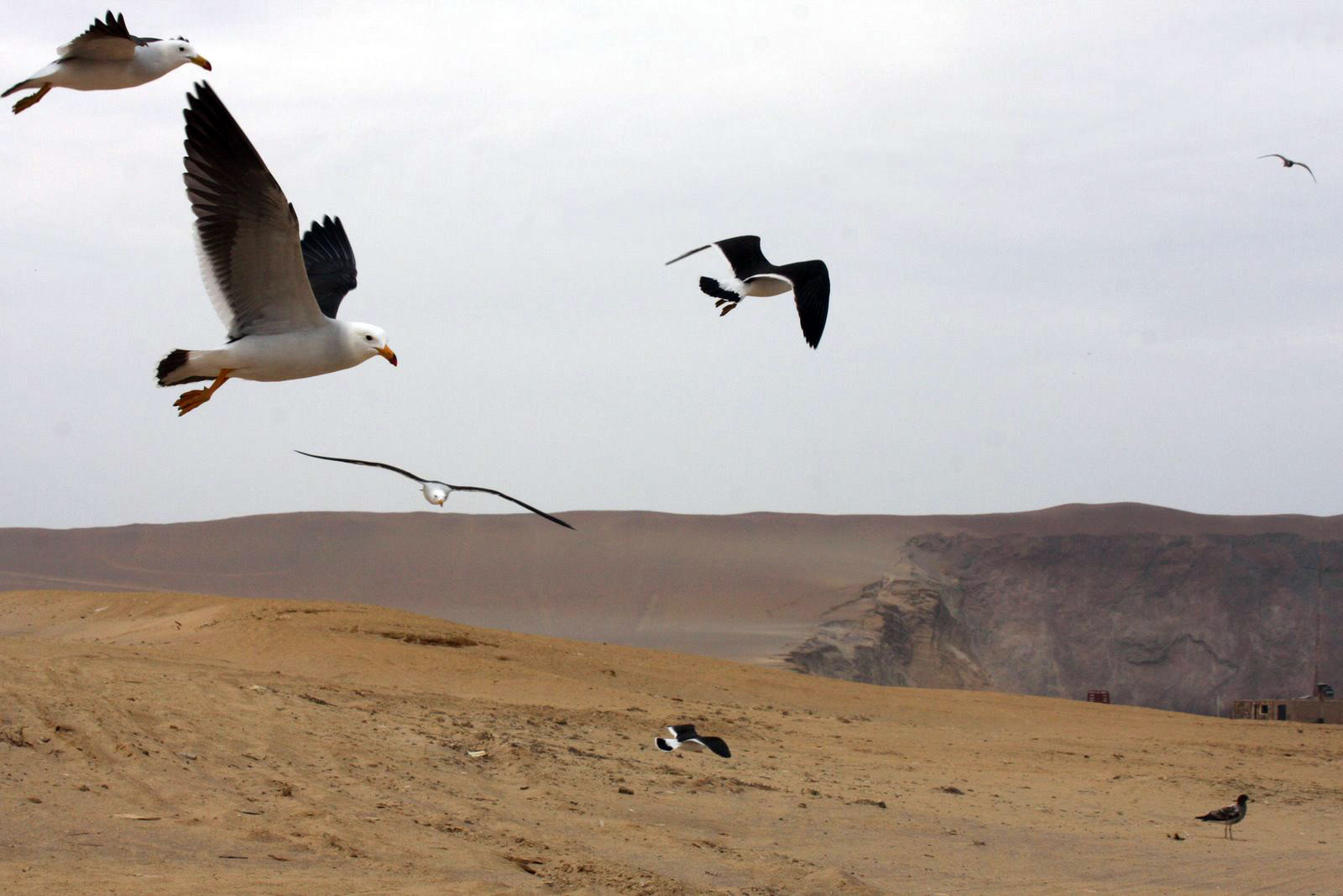 Чайки в Паракасе – фотографии Перу