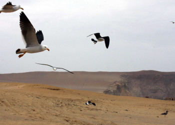 Чайки в Паракасе – фотографии Перу