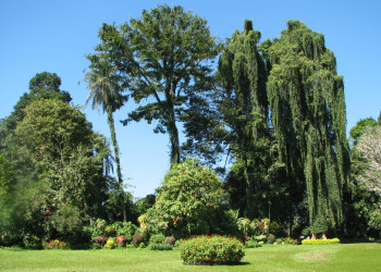 Королевский Ботанический сад в Перадении на острове Шри-Ланка – фотографии Шри-Ланки