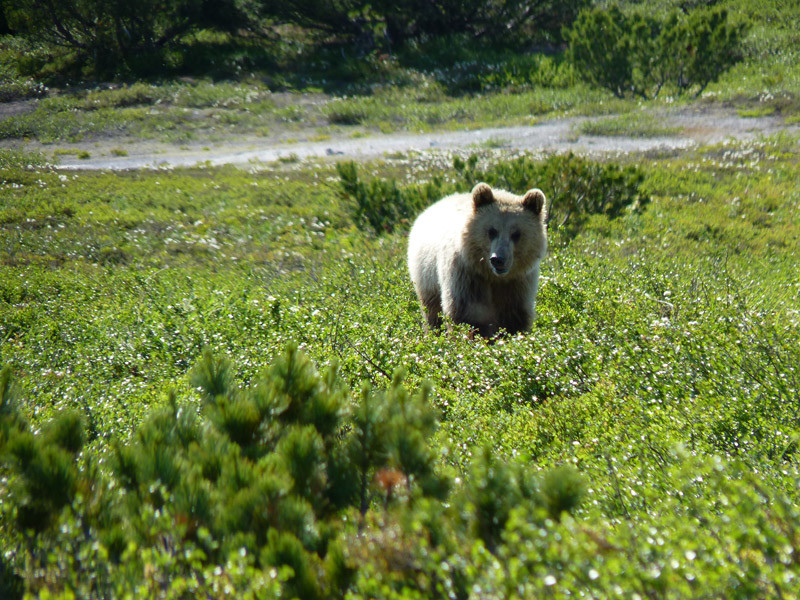Мишка в кальдере вулкана Узон на Камчатке – фотографии России