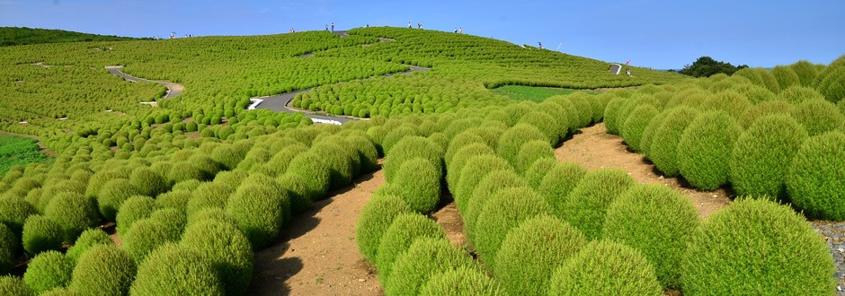 Парк Хитачи-Сисайд в Японии – фотографии Японии