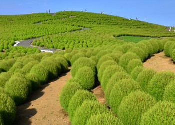 Парк Хитачи-Сисайд в Японии – фотографии Японии