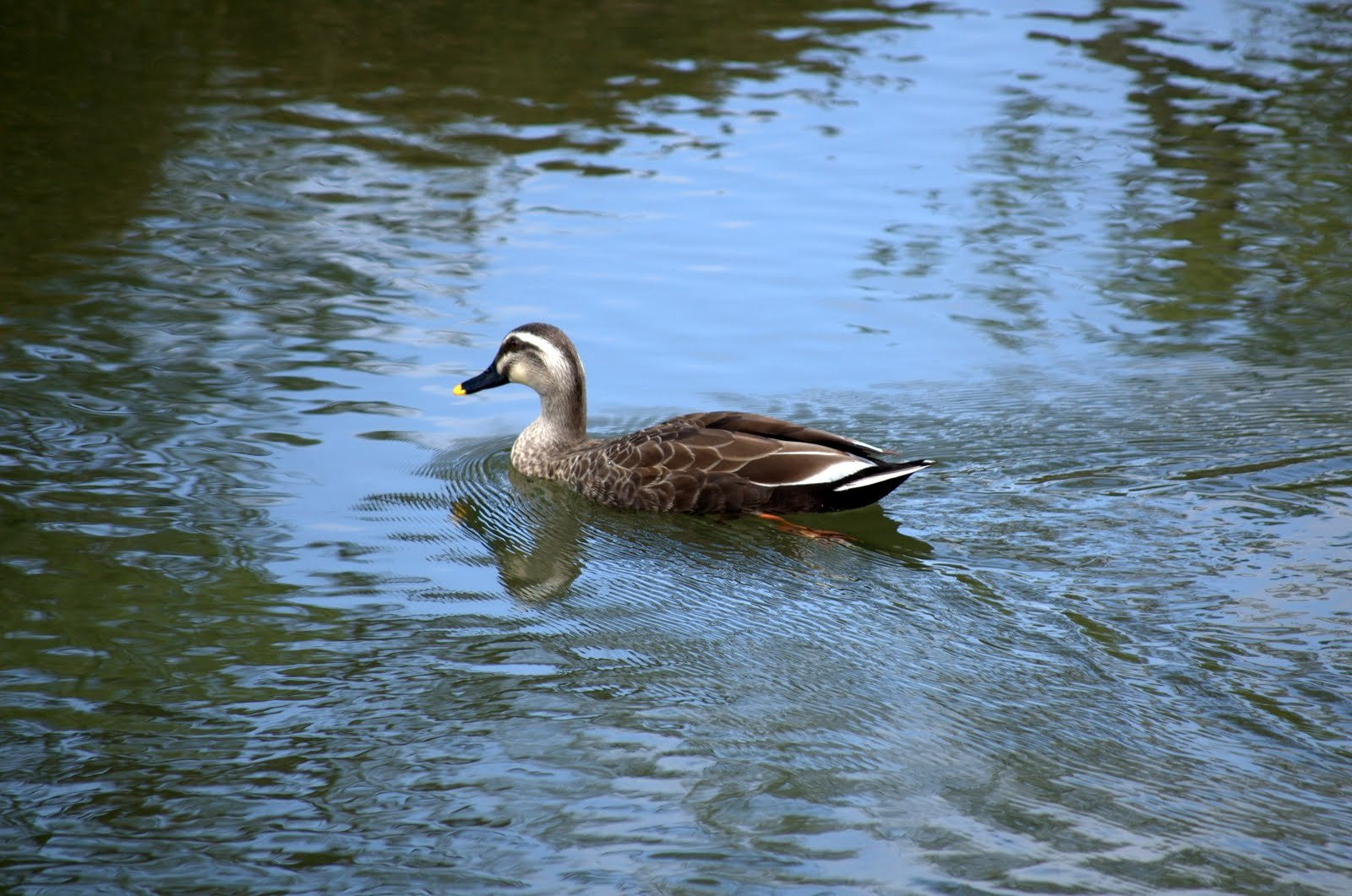 Киото, Кансай регион, Япония, фото № 72105 – фотографии Японии