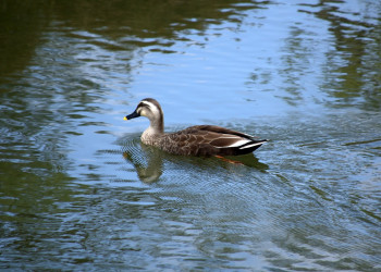 Киото, Кансай регион, Япония, фото № 72105 – фотографии Японии