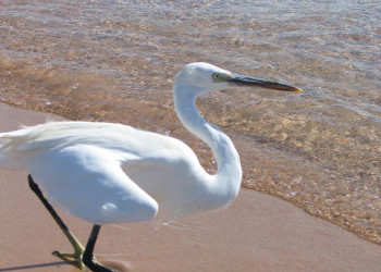 Сафага, Египет, фото № 35369 – фотографии Египта