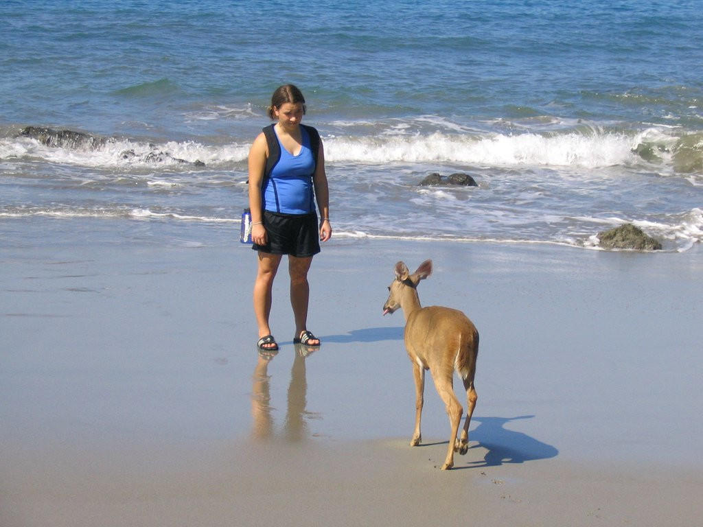 Мануэль Антонио Национальный Парк, Пунтаренас провинция, Коста-Рика, фото № 40662 – фотографии Коста-Рики