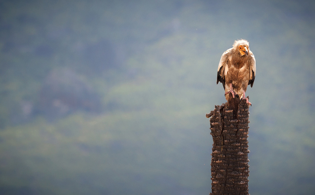Сокотра (Socotra), Йемен. Фото 1 – фотографии Йемена