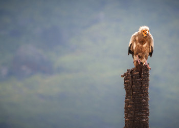 Сокотра (Socotra), Йемен. Фото 1 – фотографии Йемена
