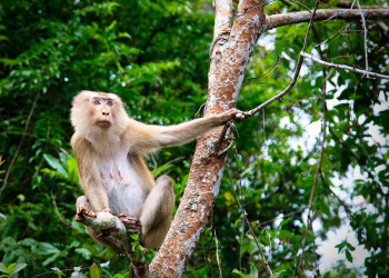 Обезьянка на дереве Национального парка, Тайланд – фотографии Таиланда