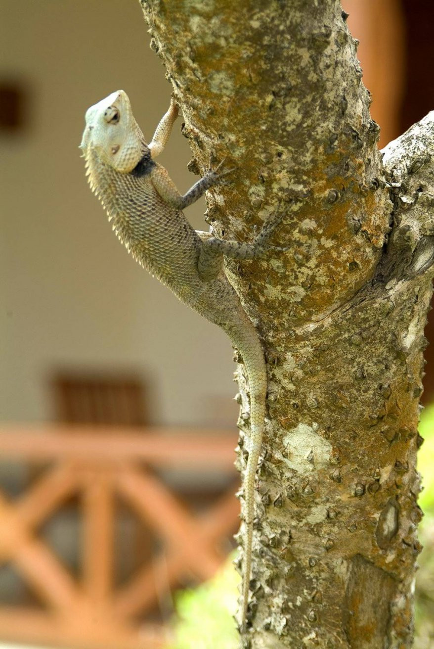 Бентота, Шри-Ланка, фото № 50655 – фотографии Шри-Ланки