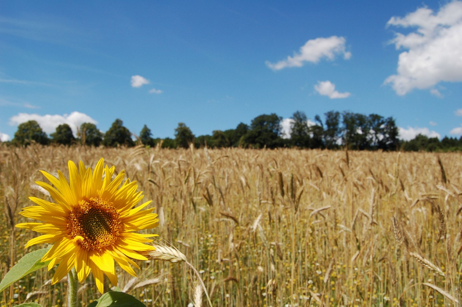 Подсолнух в поле – фотографии Австрии