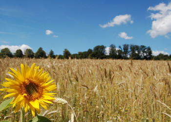 Подсолнух в поле – фотографии Австрии