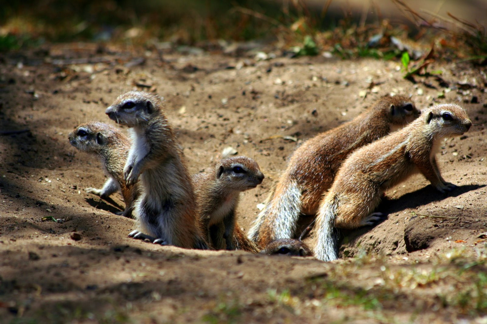 ЮАР, фото № 1613 – фотографии ЮАР
