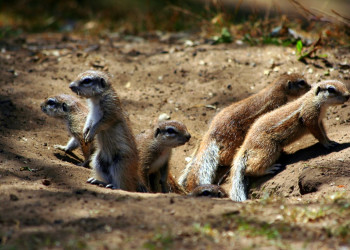 ЮАР, фото № 1613 – фотографии ЮАР