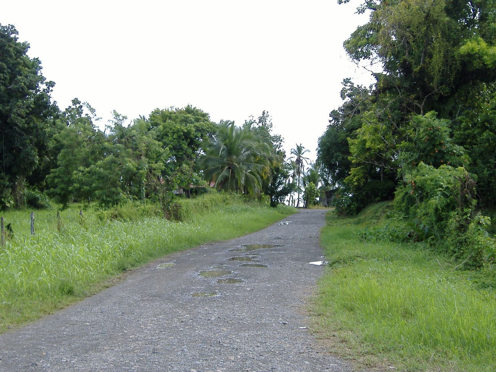 Кауита, Лимон провинция, Коста-Рика, фото № 40051 – фотографии Коста-Рики