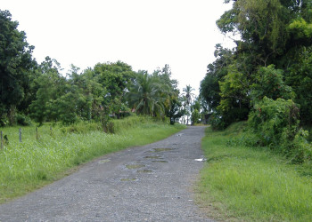 Кауита, Лимон провинция, Коста-Рика, фото № 40051 – фотографии Коста-Рики