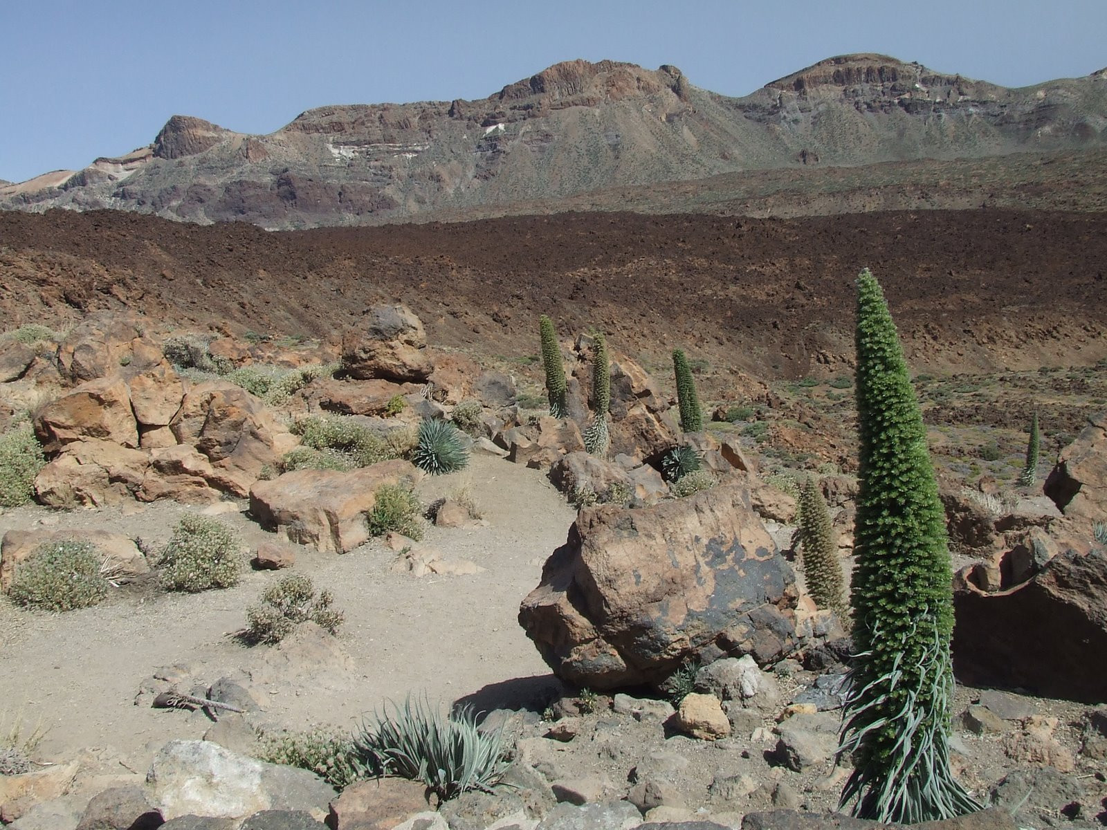 Тейде Национальный парк, Тенерифе остров, Канарские острова, фото № 33891 – фотографии Канарских островов