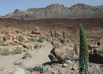 Тейде Национальный парк, Тенерифе остров, Канарские острова, фото № 33891 – фотографии Канарских островов