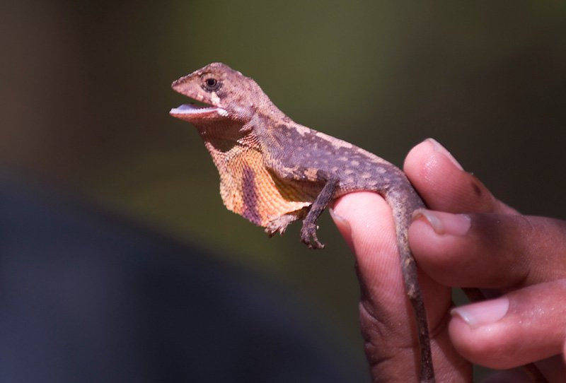 Коггала, Шри-Ланка, фото № 51561 – фотографии Шри-Ланки