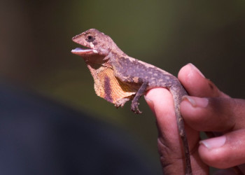 Коггала, Шри-Ланка, фото № 51561 – фотографии Шри-Ланки