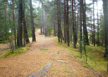 Природа острова Кий, Россия. Фото 13 – фотографии России