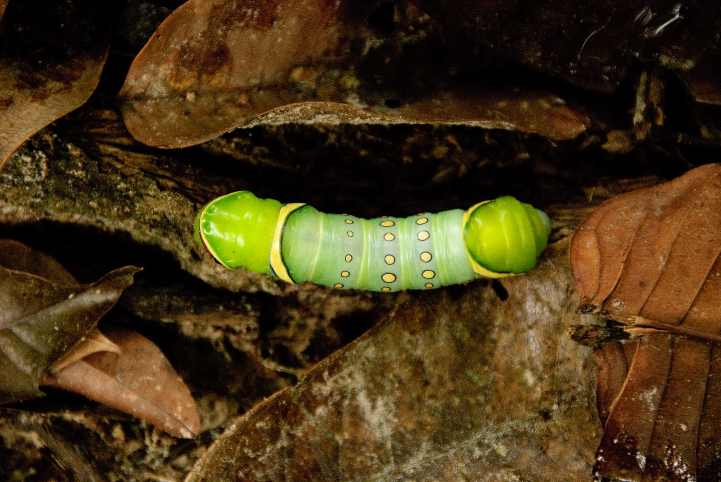 Национальный Парк Ману (Manu National Park) – фотографии Перу