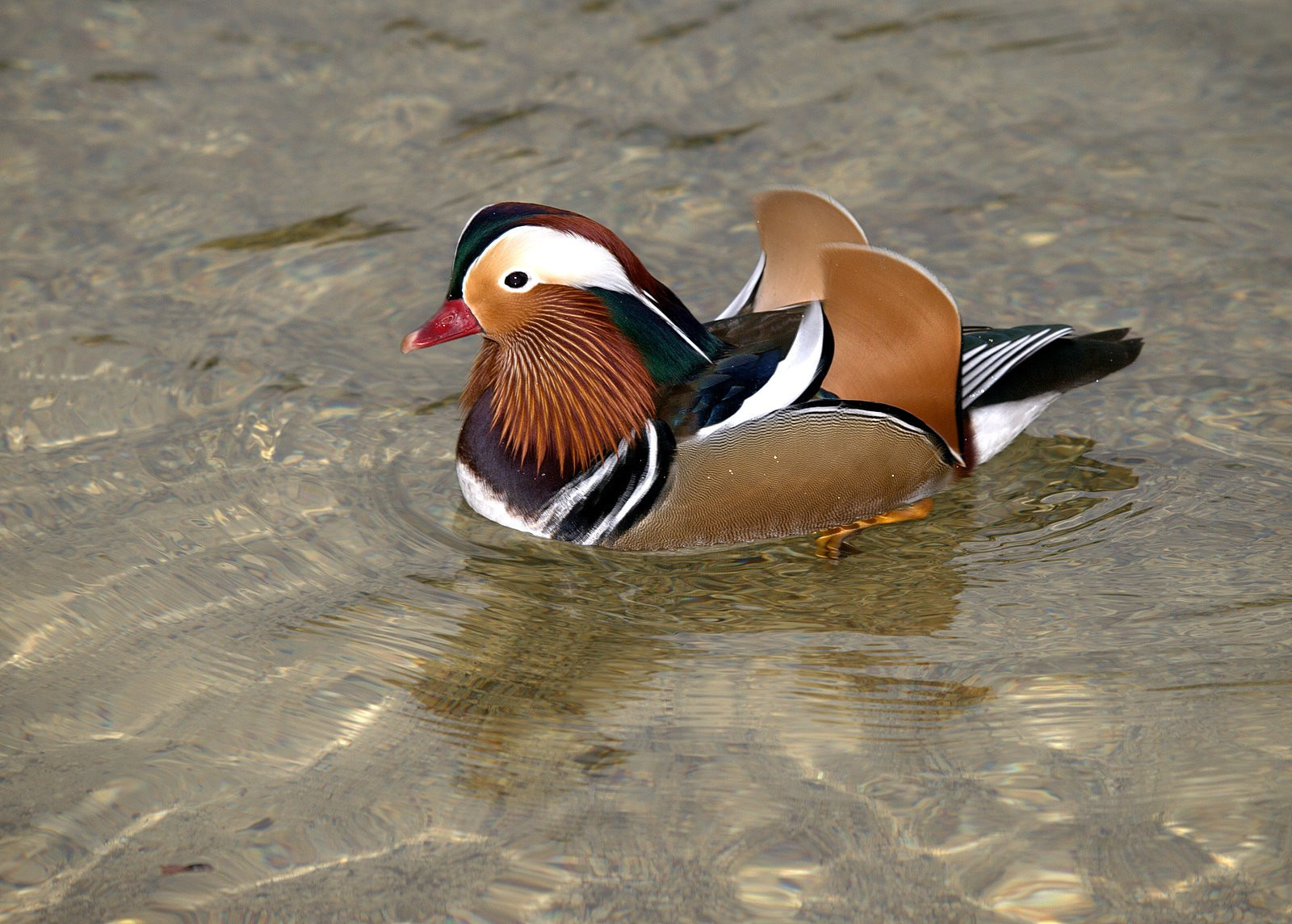 Бохинь Озеро, Словения, фото № 56928 – фотографии Словении
