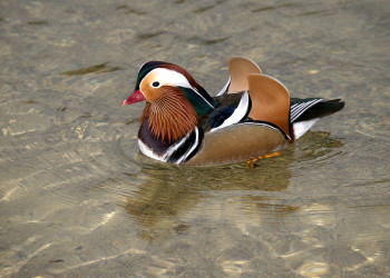 Бохинь Озеро, Словения, фото № 56928 – фотографии Словении