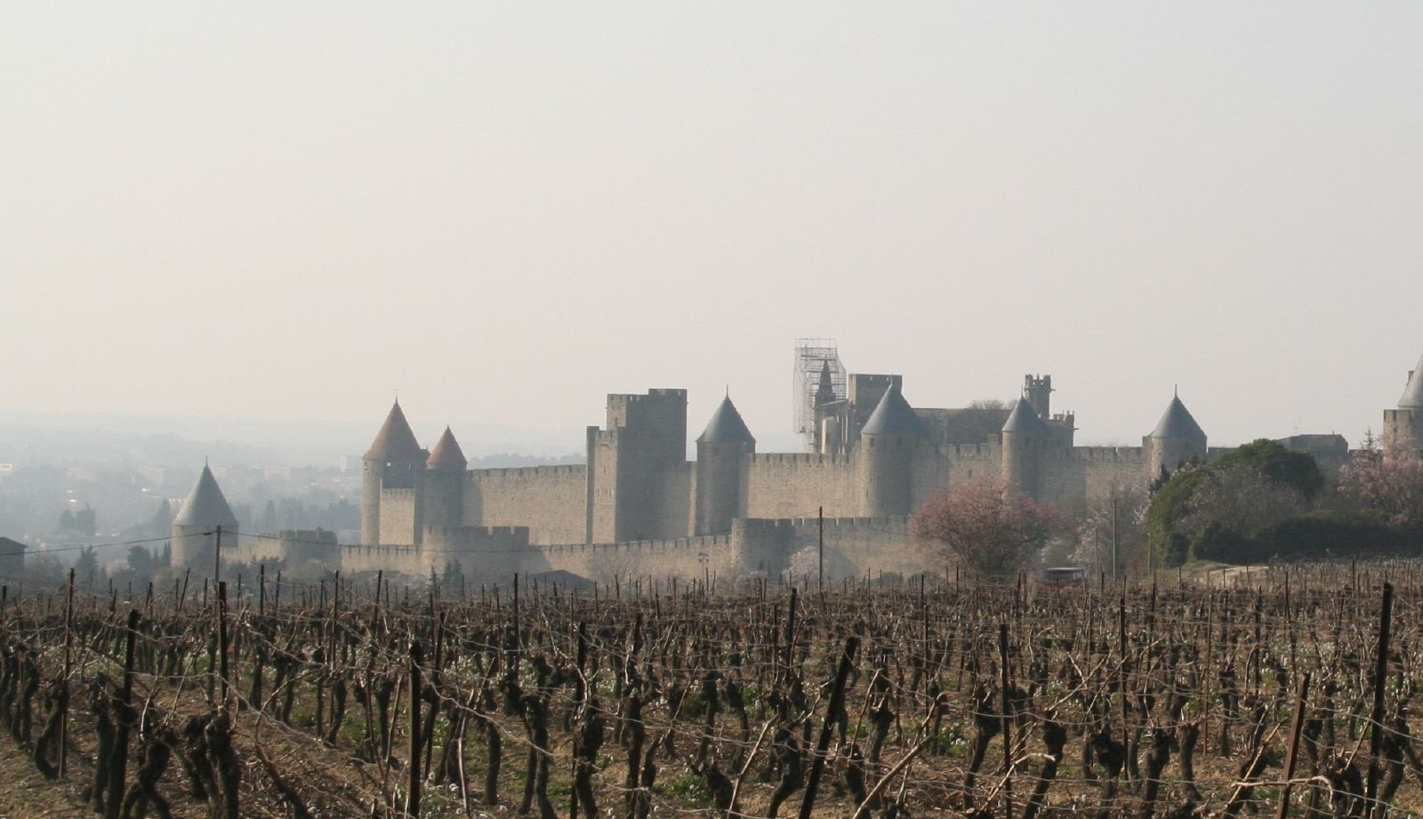 Плантация в Каркассоне, Франция – фотографии Франции