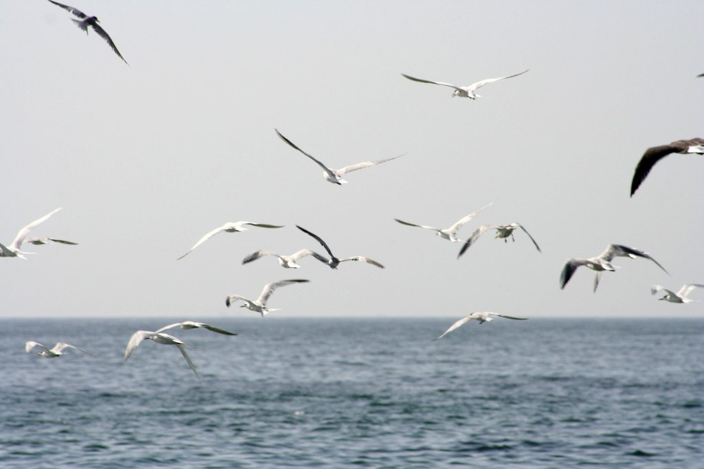 Мусандам, Оман, фото № 78100 – фотографии Омана