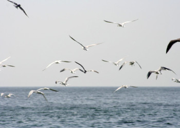 Мусандам, Оман, фото № 78100 – фотографии Омана