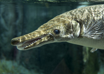 Парк "Речное Сафари" в Сингапуре. Фото 4 – фотографии Сингапура