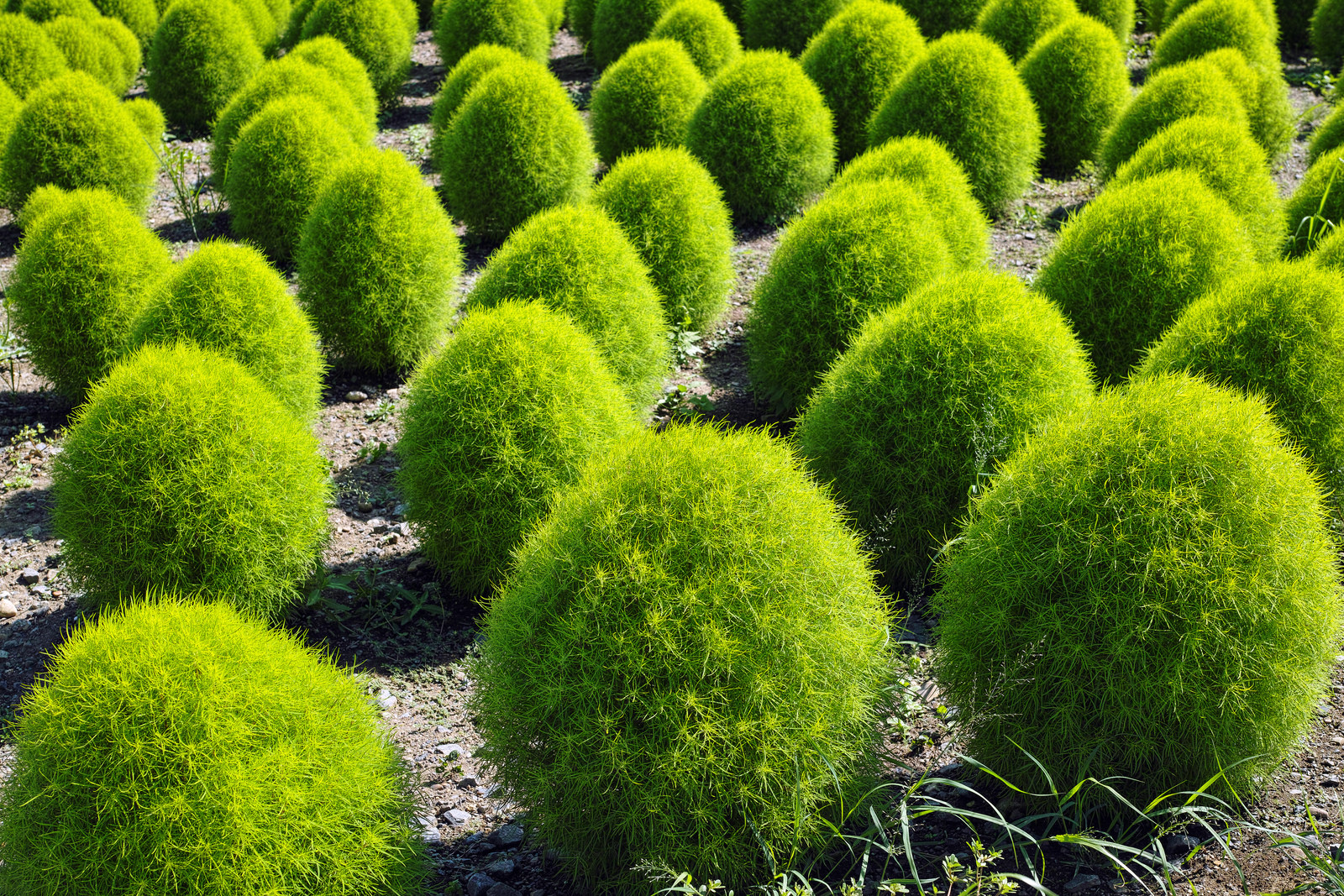 Парк Хитачи-Сисайд в Японии. Фото 4 – фотографии Японии