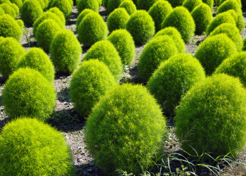 Парк Хитачи-Сисайд в Японии. Фото 4 – фотографии Японии