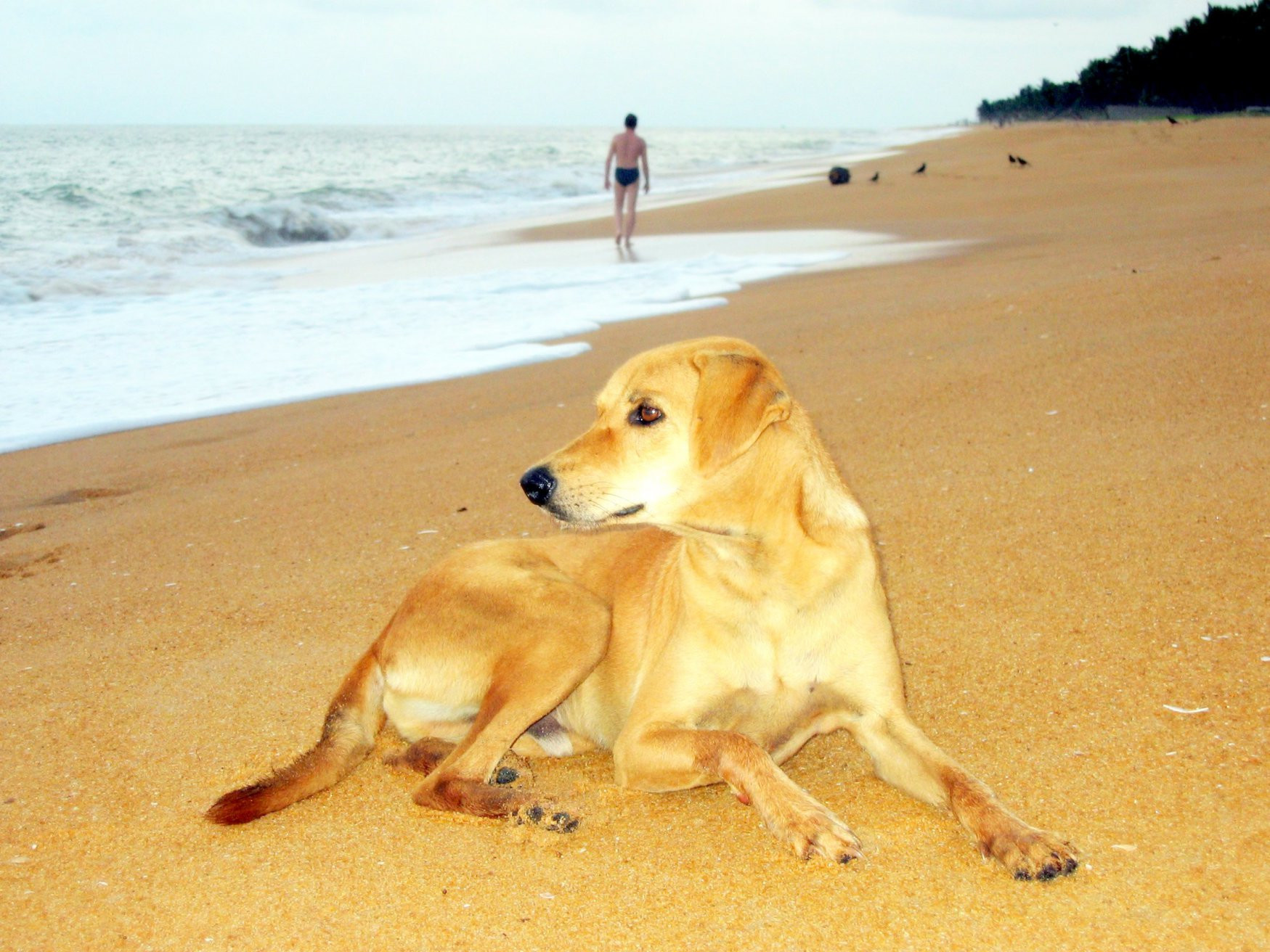 Маравила, Шри-Ланка, фото № 51709 – фотографии Шри-Ланки