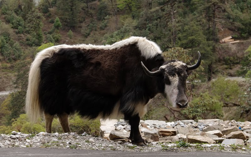 Бутан, фото № 4675 – фотографии Бутана