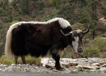 Бутан, фото № 4675 – фотографии Бутана