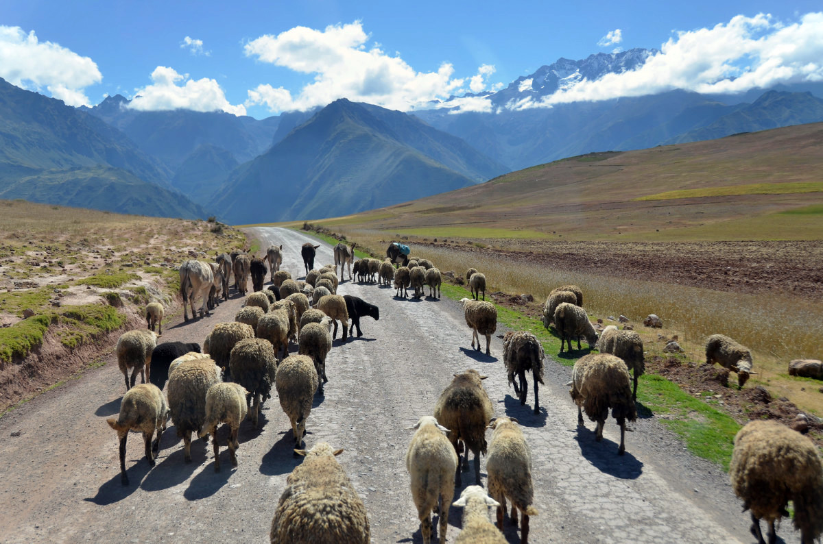 Барашки – фотографии Перу