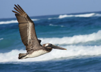 Тулум, Ривьера-Майя, Мексика, фото № 44243 – фотографии Мексики