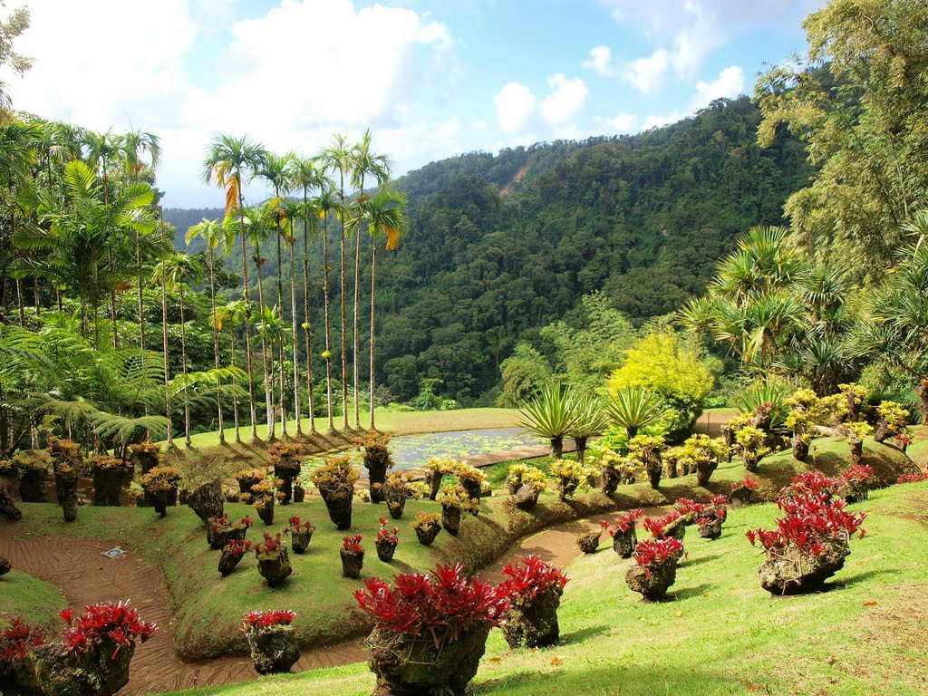 Ботанический сад Балата (Jardin de Balata) на Мартинике – фотографии Мартиники