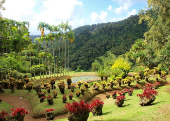 Ботанический сад Балата (Jardin de Balata) на Мартинике – фотографии Мартиники