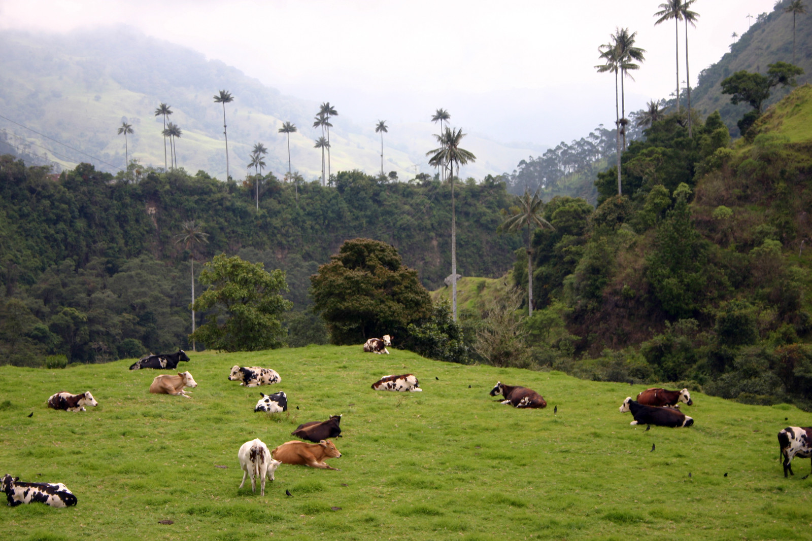 Долина Кокора. Фото 1 – фотографии Колумбии