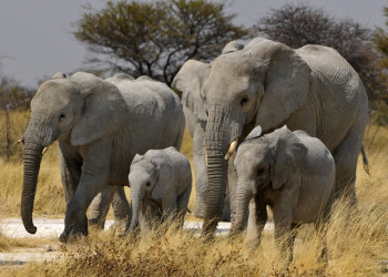 Namibia – фотографии Намибии