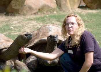 Огромные черепахи на Альдабре – фотографии Сейшельских островов