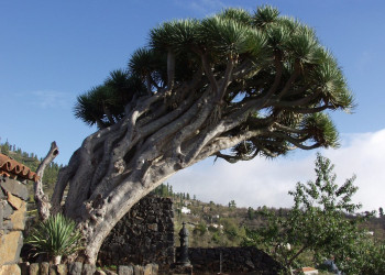 Пунтагорда, Ла-Пальма остров, Канарские острова, фото № 31983 – фотографии Канарских островов
