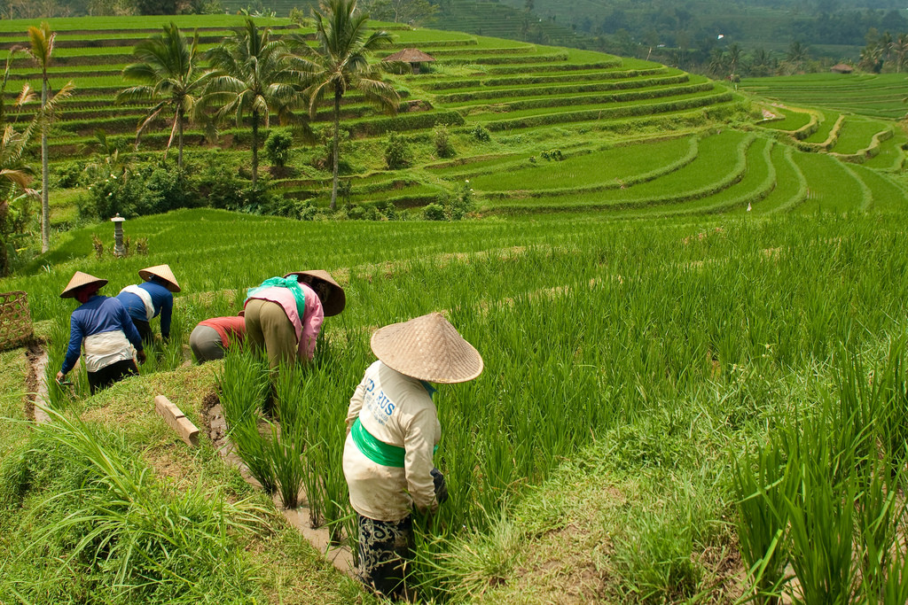 Рисовые террасы Jatiluwih, Бали. Фото 3 – фотографии Индонезии