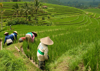 Рисовые террасы Jatiluwih, Бали. Фото 3 – фотографии Индонезии