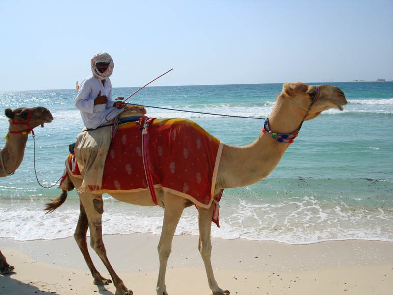 Абу-Даби, ОАЭ, фото № 60695 – фотографии ОАЭ