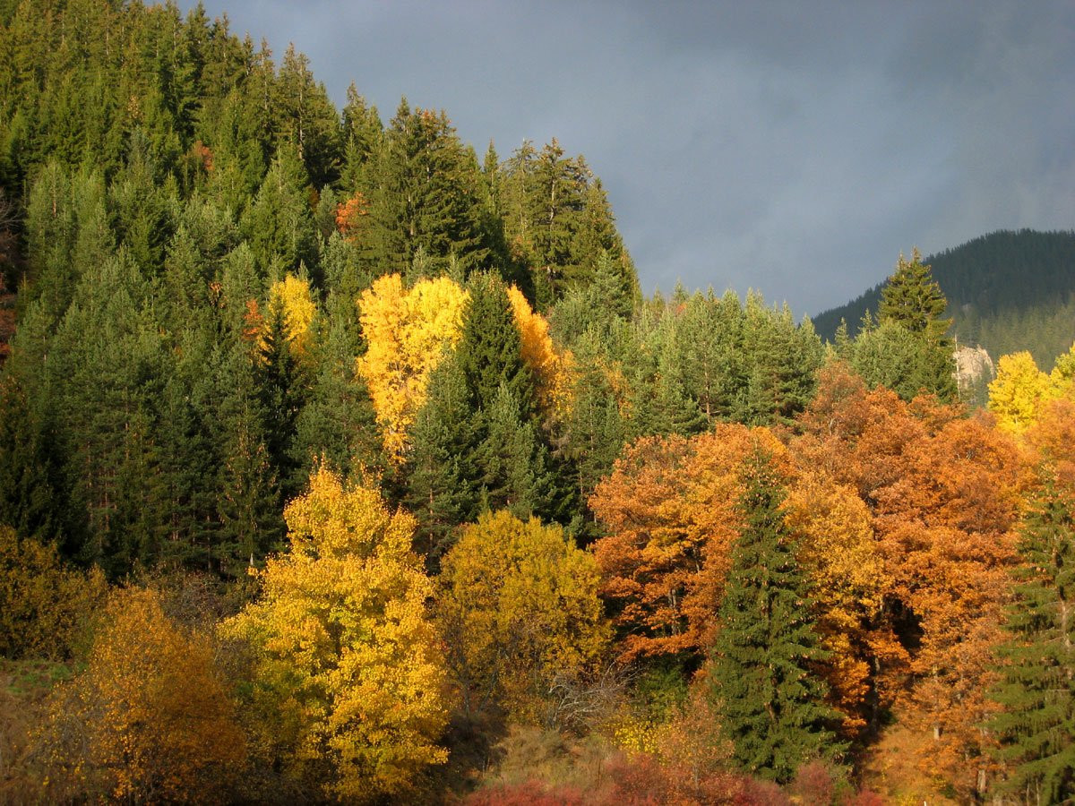 Природа в Пампорово, Болгария. Фото 20 – фотографии Болгарии